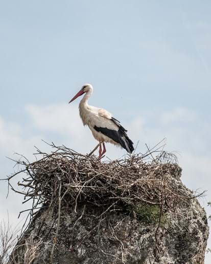 Stork on nest (J.Corner)